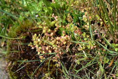 Fotografia da espécie Anagallis minima