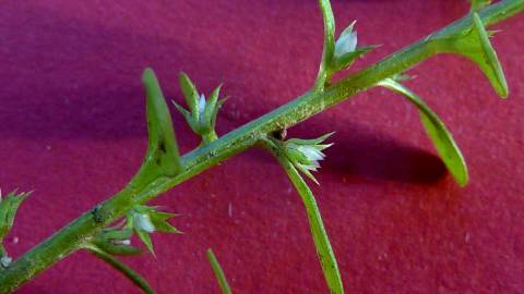 Fotografia da espécie Anagallis minima