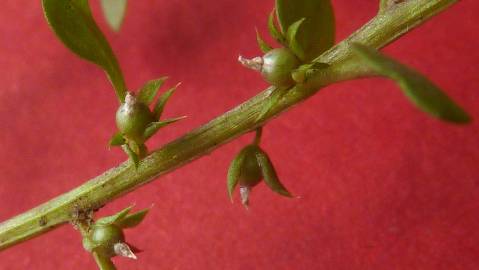 Fotografia da espécie Anagallis minima