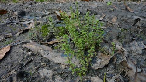 Fotografia da espécie Anagallis minima