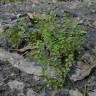 Fotografia 6 da espécie Anagallis minima do Jardim Botânico UTAD