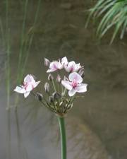 Fotografia da espécie Butomus umbellatus