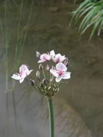 Fotografia da espécie Butomus umbellatus