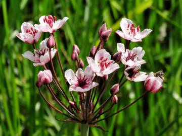 Fotografia da espécie Butomus umbellatus