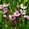 Fotografia 5 da espécie Butomus umbellatus do Jardim Botânico UTAD