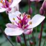 Fotografia 6 da espécie Butomus umbellatus do Jardim Botânico UTAD