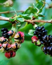 Fotografia da espécie Coriaria myrtifolia