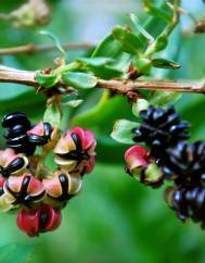 Coriaria myrtifolia