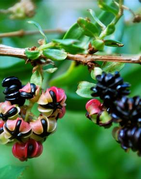 Fotografia 1 da espécie Coriaria myrtifolia no Jardim Botânico UTAD