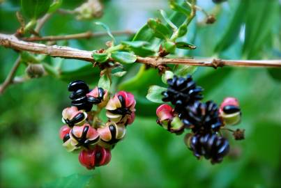 Fotografia da espécie Coriaria myrtifolia