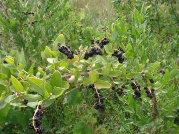 Fotografia da espécie Coriaria myrtifolia