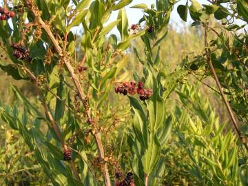 Fotografia da espécie Coriaria myrtifolia