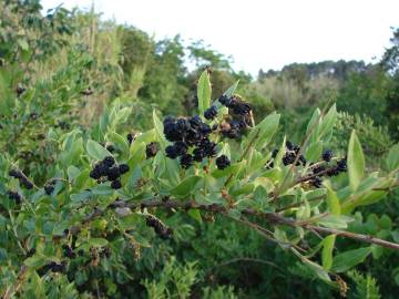 Fotografia da espécie Coriaria myrtifolia