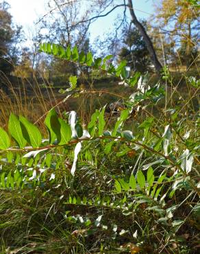 Fotografia 6 da espécie Coriaria myrtifolia no Jardim Botânico UTAD