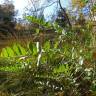 Fotografia 6 da espécie Coriaria myrtifolia do Jardim Botânico UTAD