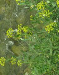 Bupleurum fruticosum