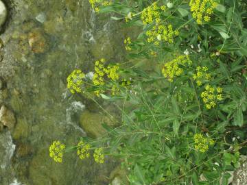 Fotografia da espécie Bupleurum fruticosum