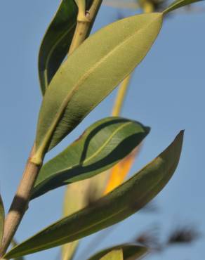 Fotografia 3 da espécie Bupleurum fruticosum no Jardim Botânico UTAD