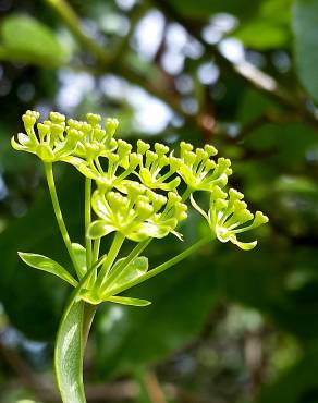 Fotografia 5 da espécie Bupleurum fruticosum no Jardim Botânico UTAD