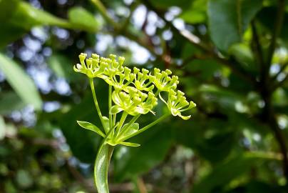 Fotografia da espécie Bupleurum fruticosum