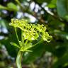 Fotografia 5 da espécie Bupleurum fruticosum do Jardim Botânico UTAD