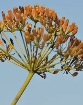 Fotografia 6 da espécie Bupleurum fruticosum no Jardim Botânico UTAD