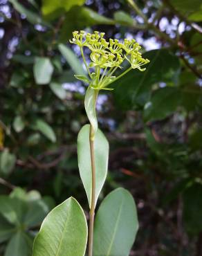 Fotografia 7 da espécie Bupleurum fruticosum no Jardim Botânico UTAD