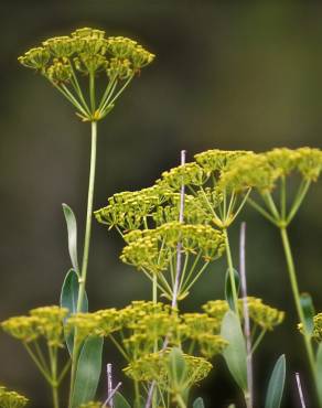 Fotografia 9 da espécie Bupleurum fruticosum no Jardim Botânico UTAD