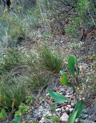 Bupleurum rigidum subesp. paniculatum