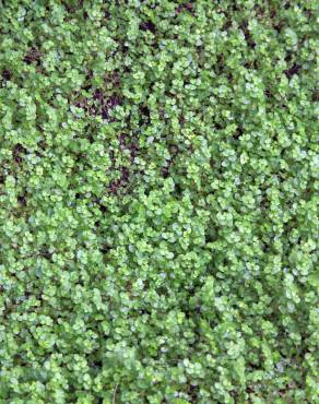 Fotografia 1 da espécie Soleirolia soleirolii no Jardim Botânico UTAD