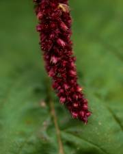 Fotografia da espécie Amaranthus cruentus