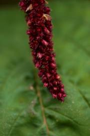 Fotografia da espécie Amaranthus cruentus