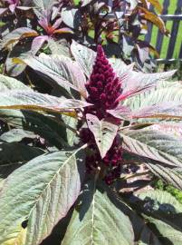 Fotografia da espécie Amaranthus cruentus