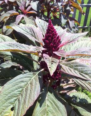 Fotografia 3 da espécie Amaranthus cruentus no Jardim Botânico UTAD