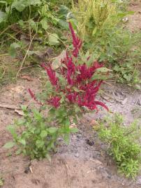 Fotografia da espécie Amaranthus cruentus