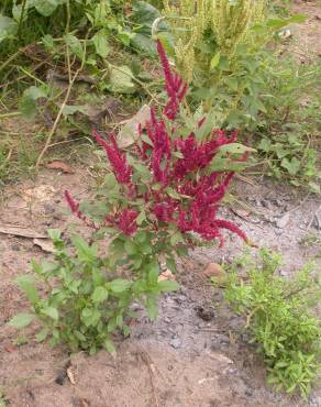 Fotografia 4 da espécie Amaranthus cruentus no Jardim Botânico UTAD