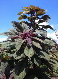 Fotografia da espécie Amaranthus cruentus