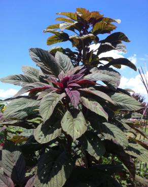 Fotografia 5 da espécie Amaranthus cruentus no Jardim Botânico UTAD