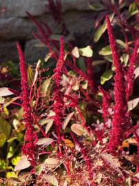 Fotografia da espécie Amaranthus cruentus