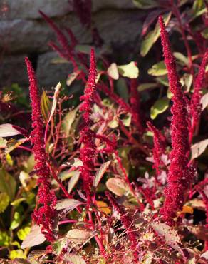 Fotografia 6 da espécie Amaranthus cruentus no Jardim Botânico UTAD