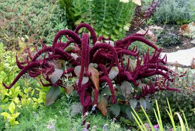 Fotografia da espécie Amaranthus cruentus