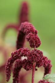 Fotografia da espécie Amaranthus cruentus