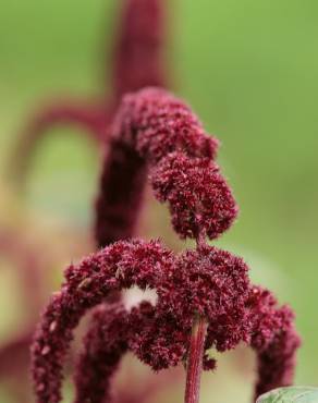 Fotografia 8 da espécie Amaranthus cruentus no Jardim Botânico UTAD