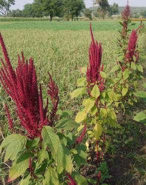 Fotografia 9 da espécie Amaranthus cruentus no Jardim Botânico UTAD