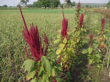 Fotografia da espécie Amaranthus cruentus