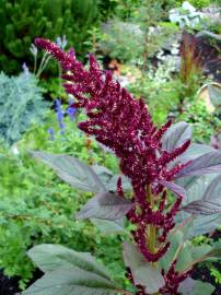 Fotografia da espécie Amaranthus cruentus