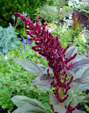 Fotografia 10 da espécie Amaranthus cruentus no Jardim Botânico UTAD