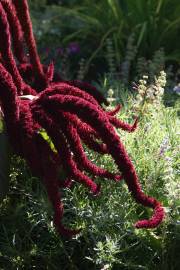 Fotografia da espécie Amaranthus cruentus