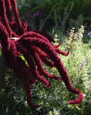 Fotografia 11 da espécie Amaranthus cruentus no Jardim Botânico UTAD