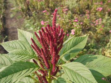 Fotografia da espécie Amaranthus cruentus